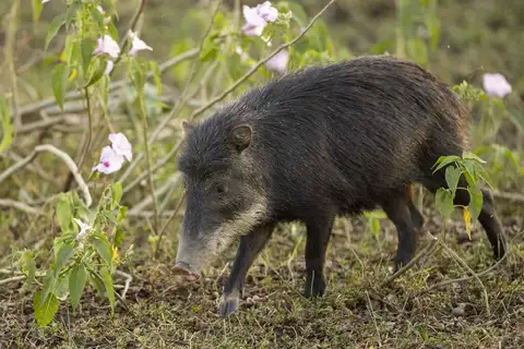White-lipped Peccary