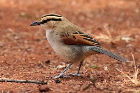 Brown-crowned Tchagra