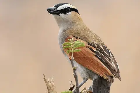 Black-crowned Tchagra