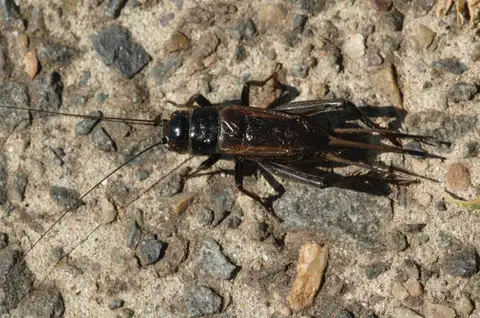 Australian Black Field Cricket