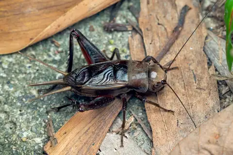 Teleogryllus derelictus