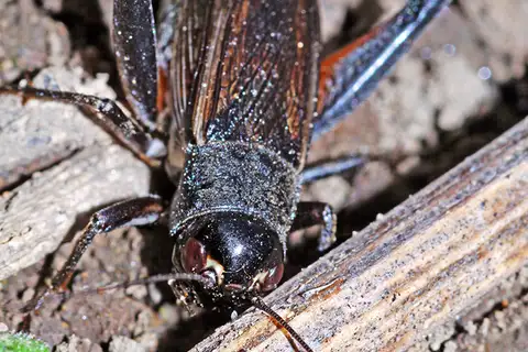Teleogryllus infernalis