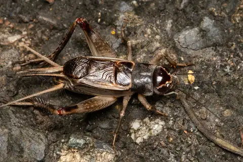 Teleogryllus mitratus