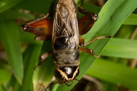 Teleogryllus occipitalis