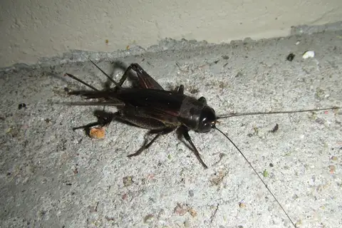 Oceanic Field Cricket