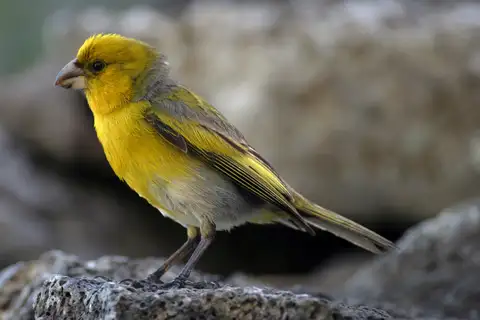 Nihoa Finch