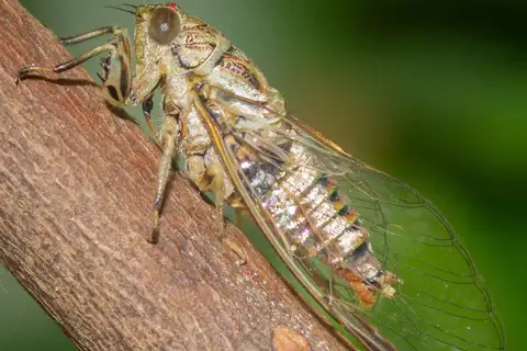 Paperbark Cicada