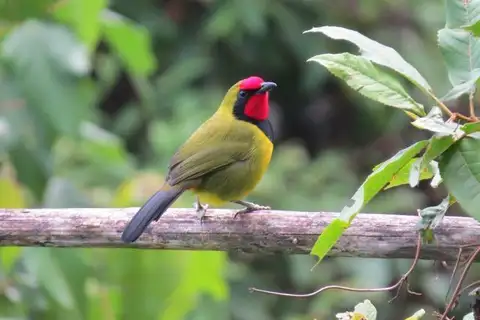 Doherty's Bushshrike