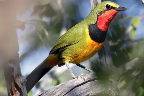 Gorgeous Bushshrike