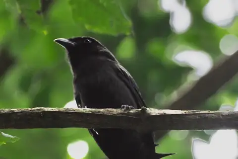 Ratchet-tailed Treepie