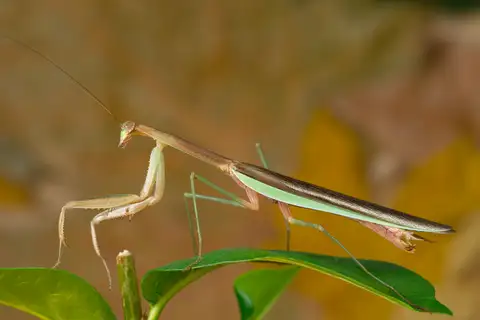 Chinese Mantis