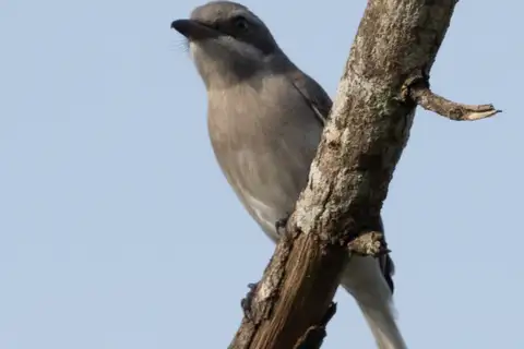 Sri Lanka Woodshrike