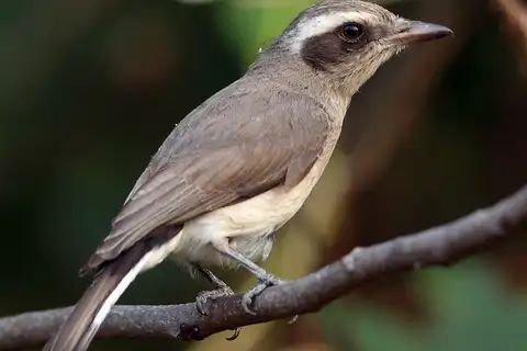 Common Woodshrike
