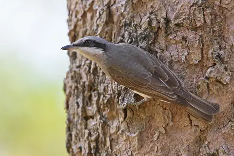 Large Woodshrike