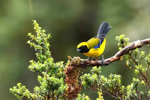 Masked Mountain Tanager