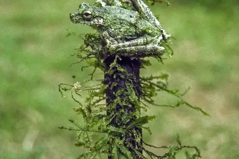 Canelos Tree Frog