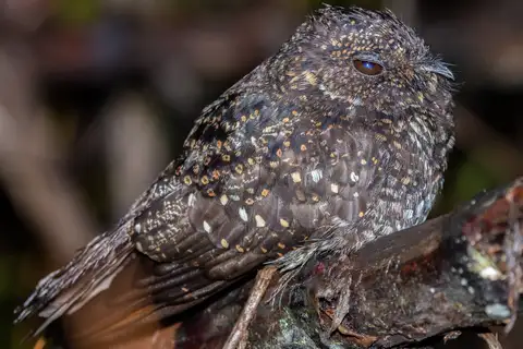 Roraiman Nightjar