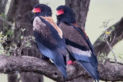 Bateleur