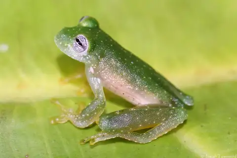 Chiriquí Glass Frog