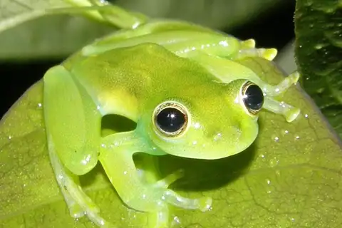 Dwarf Glass Frog