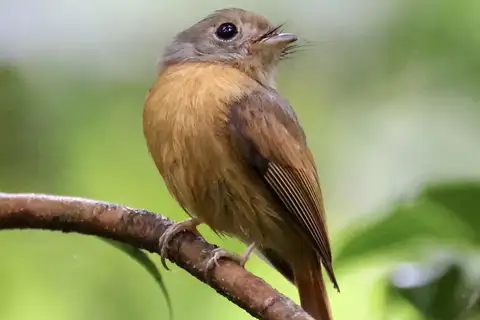 Ruddy-tailed Flycatcher