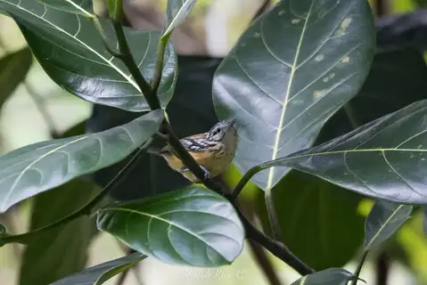 Orange-bellied Antwren