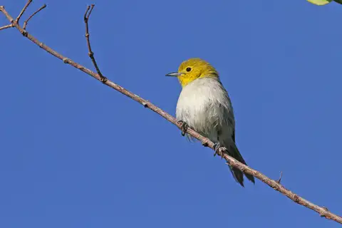 Yellow-headed Warbler