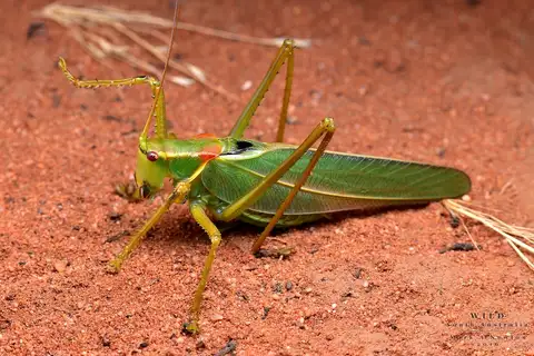 Calperum Gumleaf Katydid