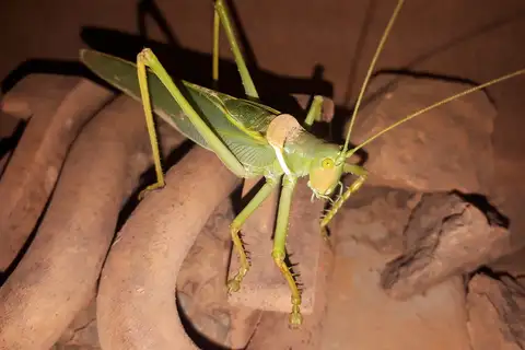 Woodger's Gumleaf Katydid