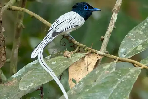 Blyth's Paradise Flycatcher