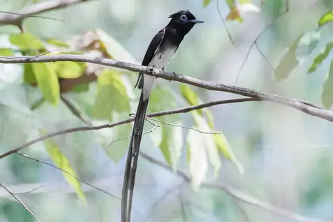 Black Paradise Flycatcher