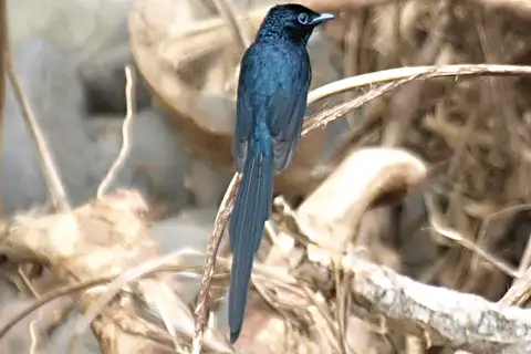 Sao Tome Paradise Flycatcher