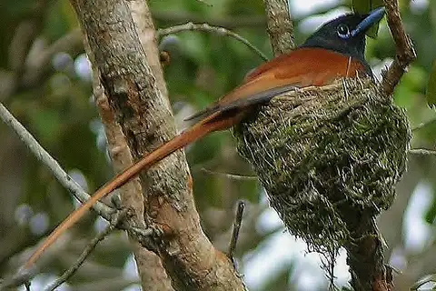 Bates's Paradise Flycatcher