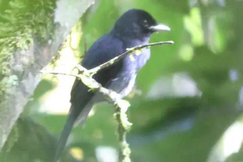 Bedford's Paradise Flycatcher