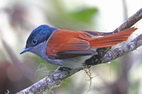 Mascarene Paradise Flycatcher