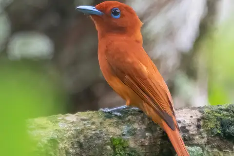 Rufous Paradise Flycatcher