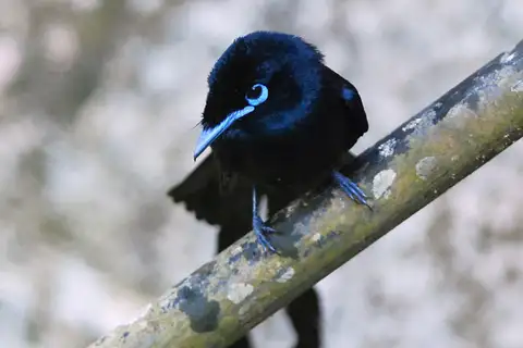 Seychelles Paradise Flycatcher
