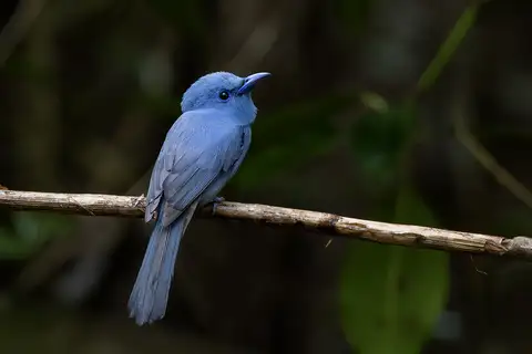 Blue Paradise Flycatcher
