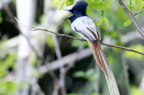 Tenggara Paradise Flycatcher