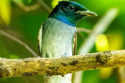 Amur Paradise Flycatcher