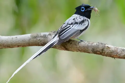 Malagasy Paradise Flycatcher