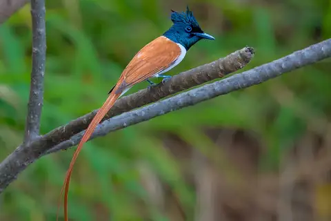 Indian Paradise Flycatcher