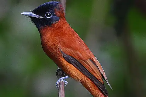 Red-bellied Paradise Flycatcher