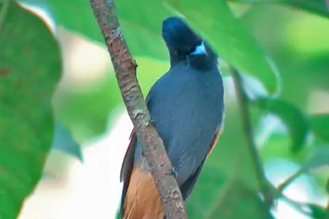 Rufous-vented Paradise Flycatcher