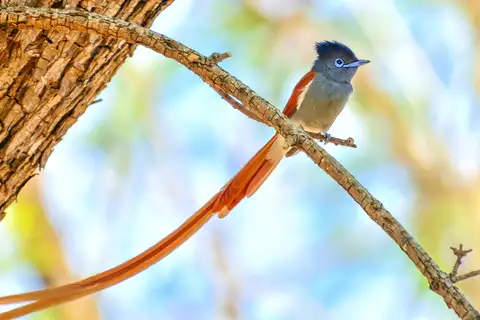 African Paradise Flycatcher