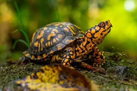 Common Box Turtle