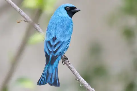 Swallow Tanager