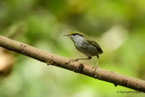 Grey-bellied Tesia