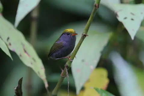 Slaty-bellied Tesia
