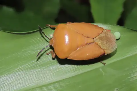 Lychee Stink Bug